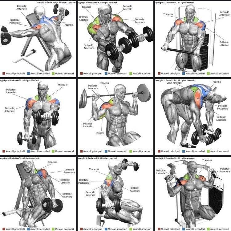 Тренировка спины в тренажерном зале для мужчин: программа упражнений