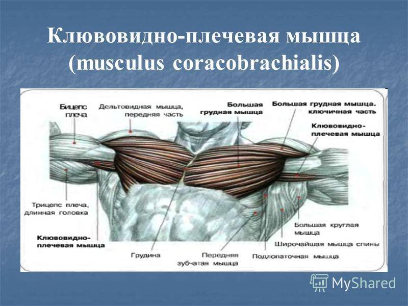 Мышцы плечевого пояса: строение и функции