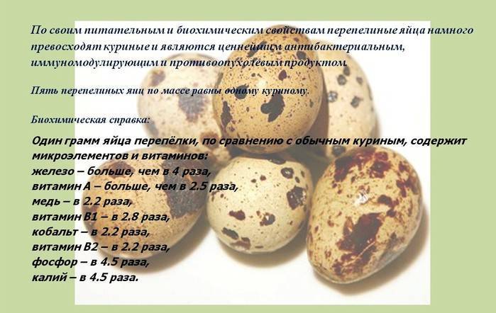 Перепелиные яйца: польза и вред для организма мужчин, женщин и детей, калорийность, как правильно употреблять