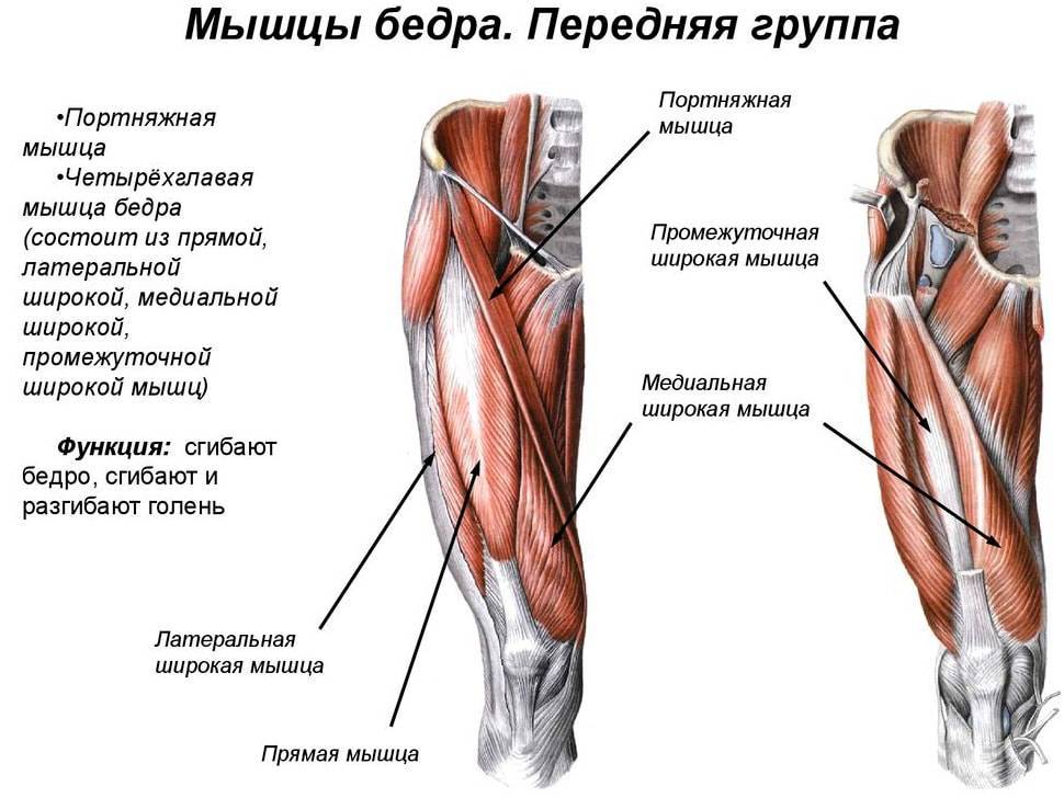 Четырехглавая мышца бедра | kinesiopro