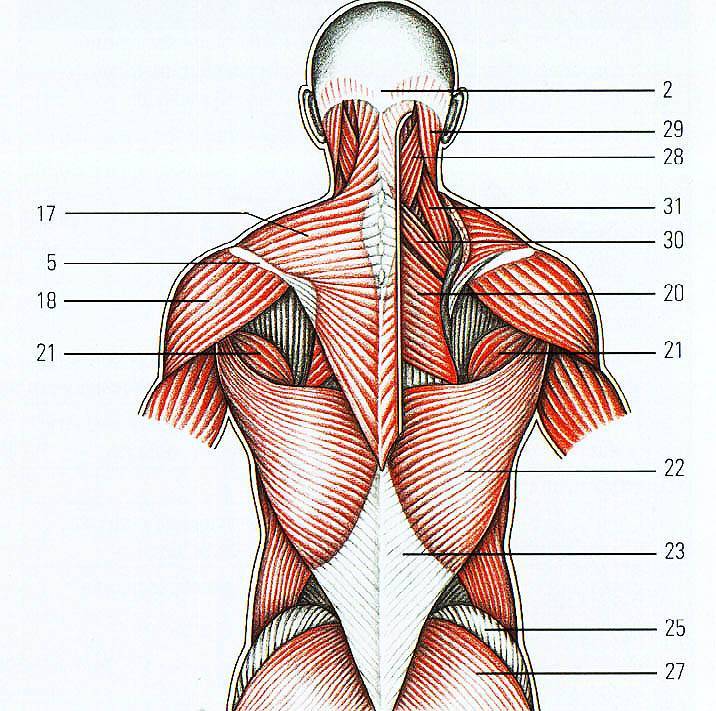 Широчайшая мышца спины  | kinesiopro