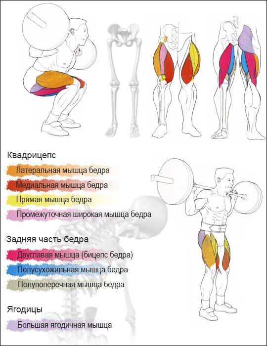 Приседания: какие мышцы работают при правильной технике