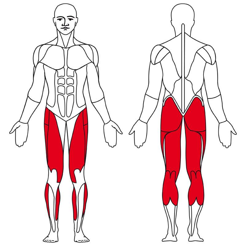 Какие мышцы качаются при беге. Мышцы задействованные при ходьбе. Степпер группы мышц. Мышцы ног задействованные при ходьбе. Группы мышц при ходьбе.