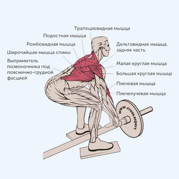 Тяга штанги к подбородку широким и узким хватом: тренинг в разных вариантах и техниках | rulebody.ru — правила тела