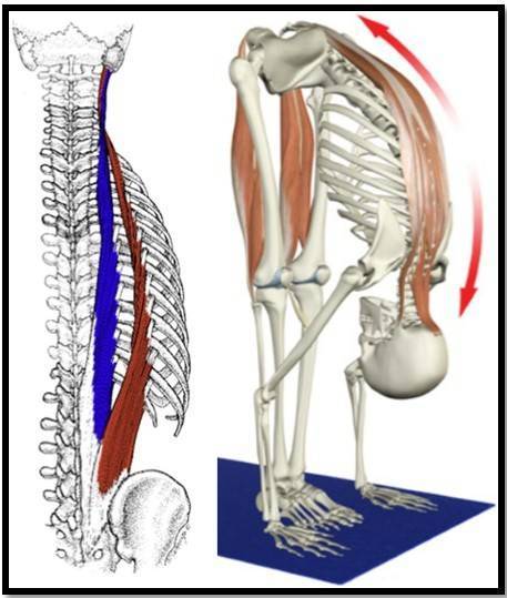 Разгибатели спины: анатомия и упражнения для мышц