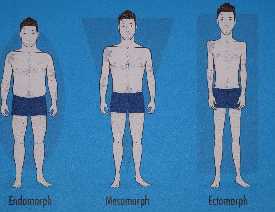 Виды телосложения у мужчин: определение, названия и характеристики с фото