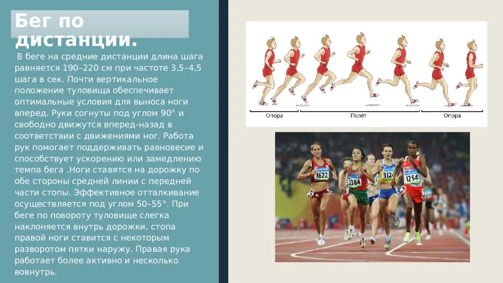 Бег на средние дистанции является легкоатлетической беговой дисциплиной. техника бега на средние и длинные дистанции.