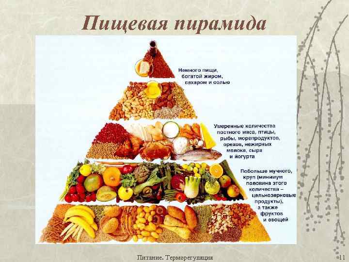 Диета от ученых: гарвардская пирамида здорового питания