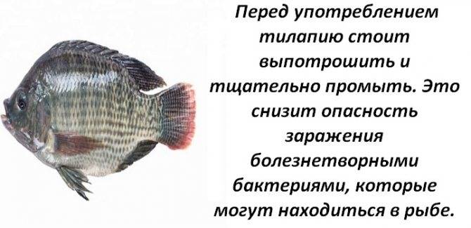Тилапия: что это за рыба, полезна ли она или вредна, где водиться, рецепты как приготовить