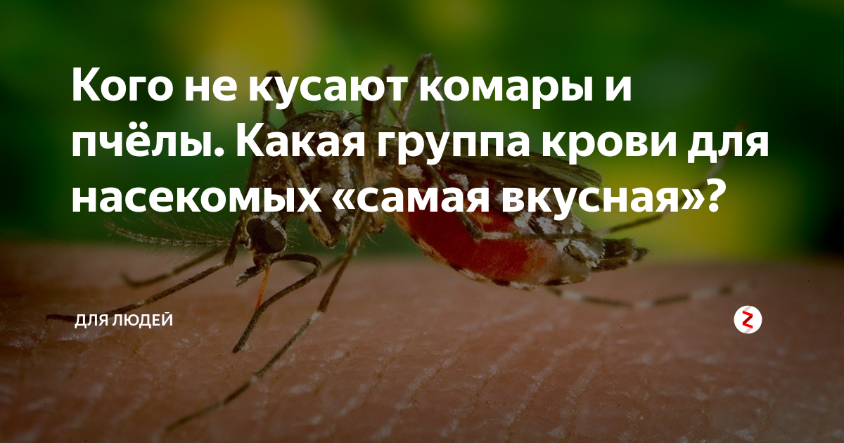 Какую группу крови любят комары и почему кусают не всех