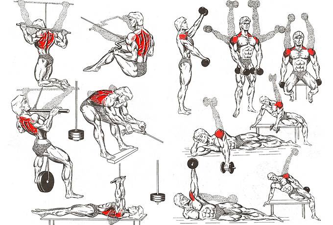 Упражнения на все группы мышц