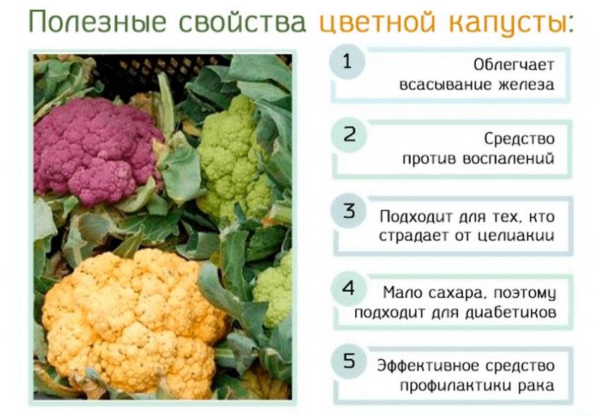 Чем полезна капуста - польза и вред белокочанной капусты для организма человека
