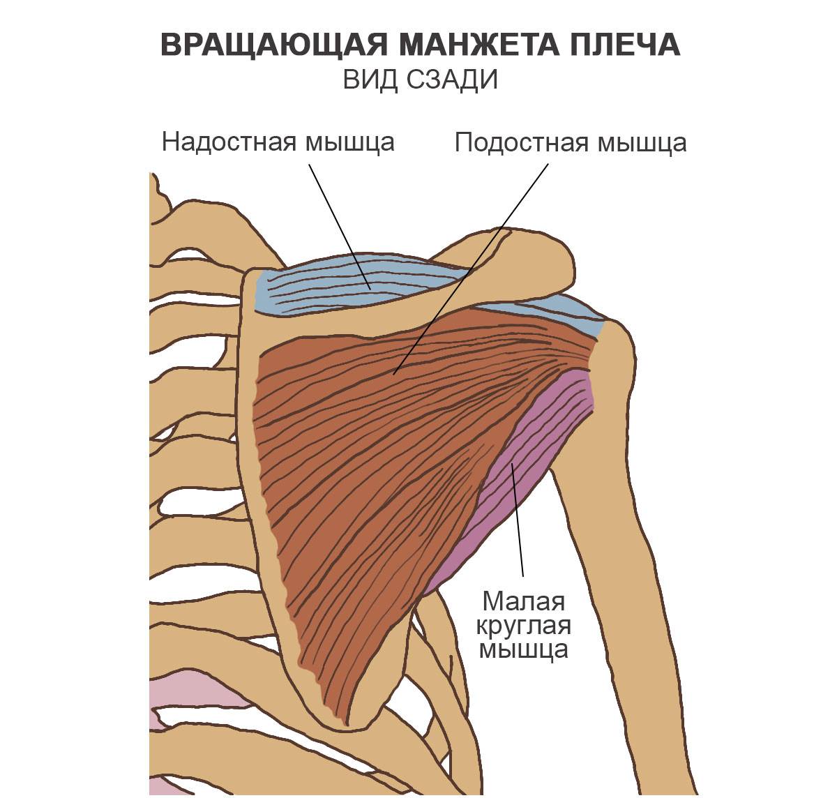 Двуглавая мышца плеча