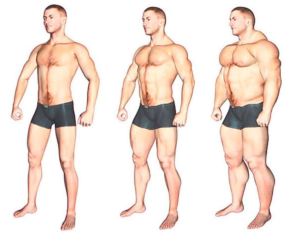 Программа тренировок для каждого типа телосложения. часть №1. 
программа тренировок для каждого типа телосложения. часть №1.