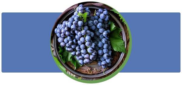 Калорийность винограда
