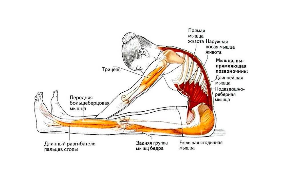Все о подвздошно-поясничной мышце: упражнения на укрепления и растяжку
