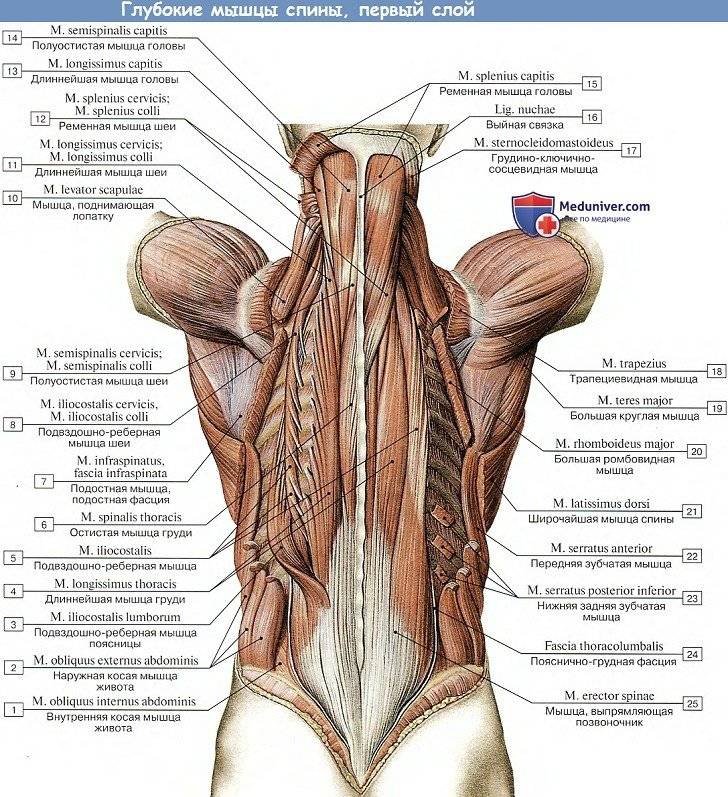 Мышцы спины и лечение боли