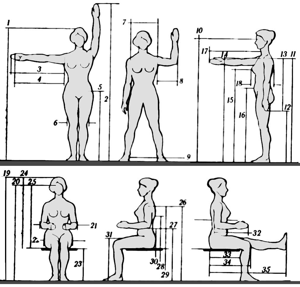 Измерения и пропорции в бодибилдинге: обхват бедер, груди, талии