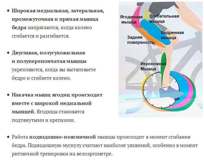 Велотренажер: какие мышцы работают, что дает, польза и вред