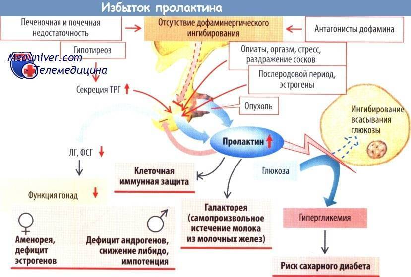Гиперпролактинемия - симптомы, причины и лечение. клиника мосмед