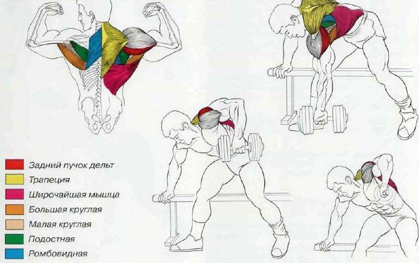 Упражнения на спину со штангой и гантелями — программа тренировок в зале