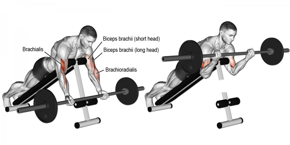 Брахиалис: как накачать плечевую мышцу, лучшие 7 упражнений