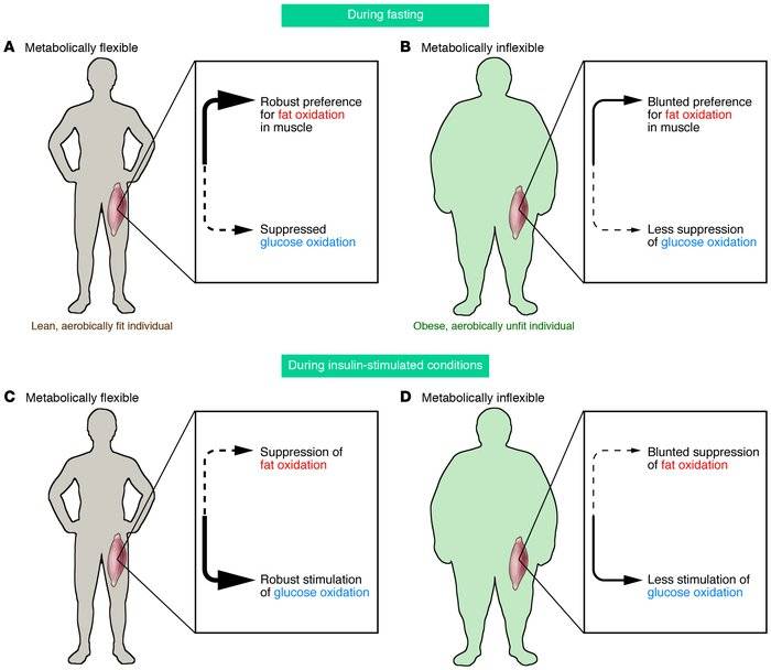 Как сжечь подкожный жир: научная стратегия похудения