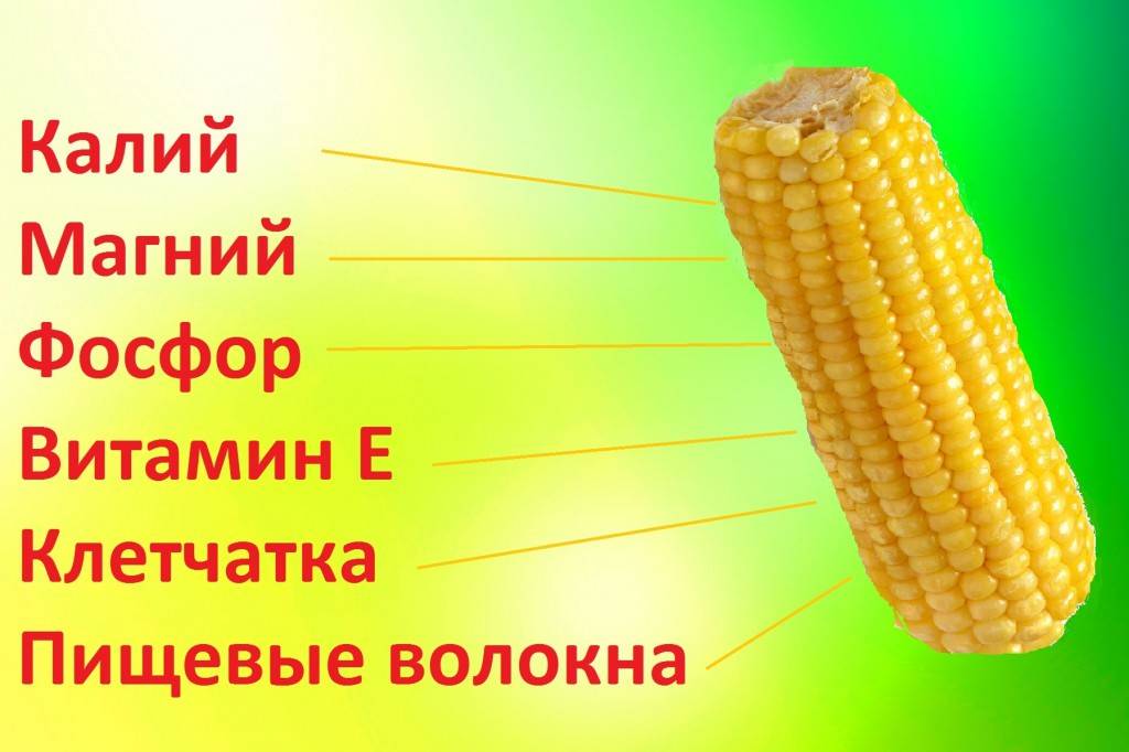 Кукуруза: польза и вред для здоровья, состав, калорийность, применение, противопоказания