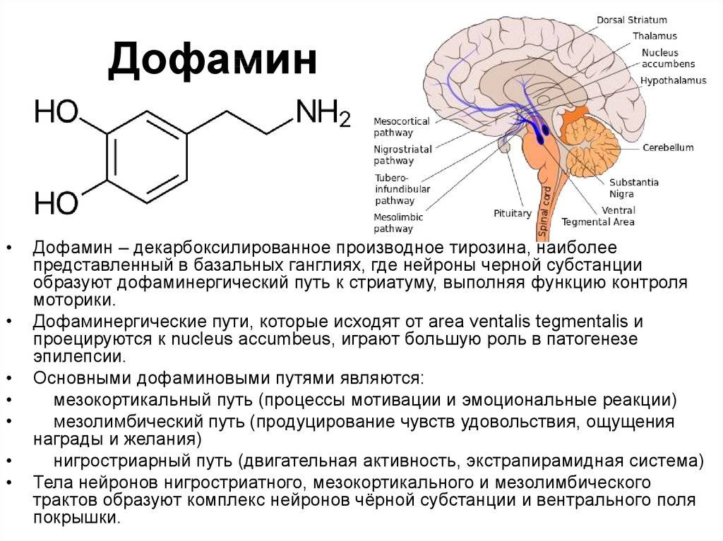 Что такое гормон дофамин и как он влияет на организм