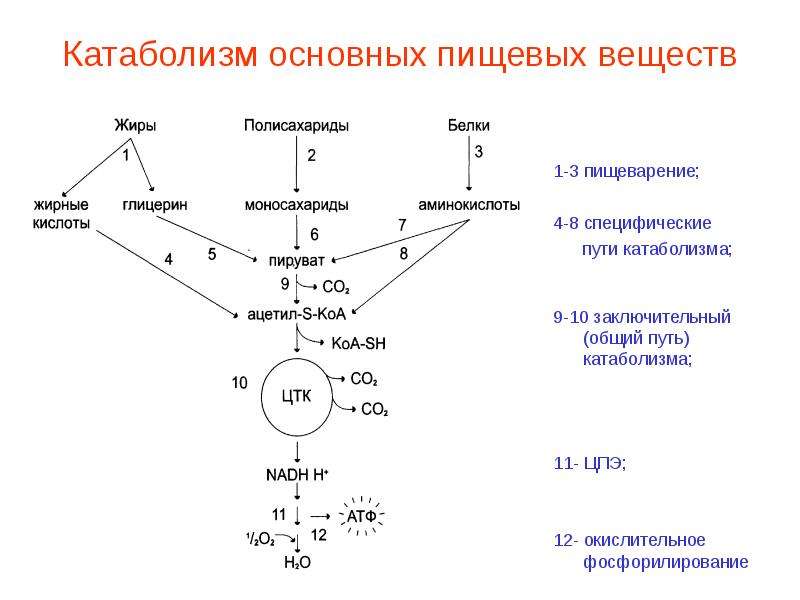 Схема катаболизма гема