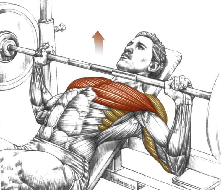 За сколько можно накачать грудные мышцы: эффективные упражнения, техника выполнения, фото