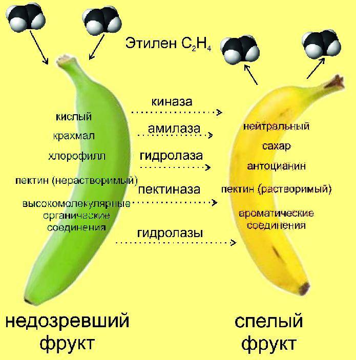 Бананы при похудении: можно ли есть бананы при похудении