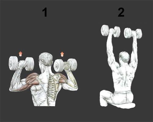 Как накачать плечи | выбор упражнений на плечи