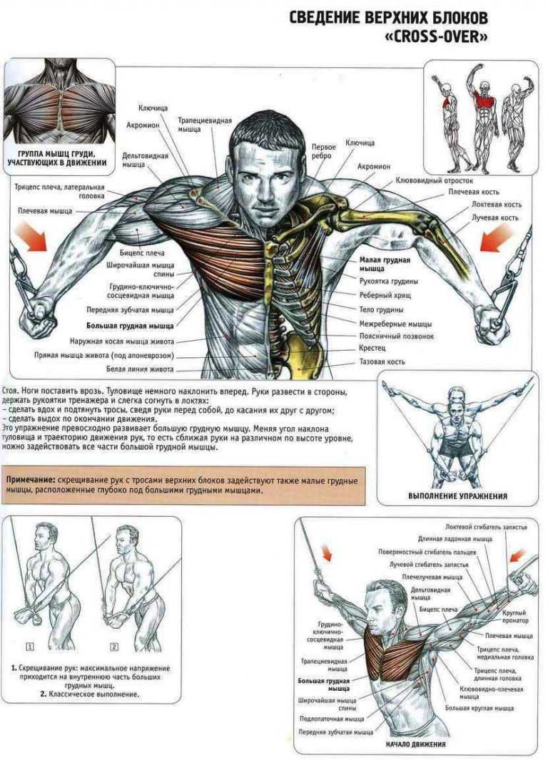 Как можно накачать нижнюю часть грудных мышц: лучшие упражнения