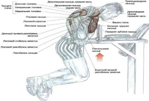 Отжимания на брусьях: какие мышцы работают, эффективная тренировка трицепсов | rulebody.ru — правила тела