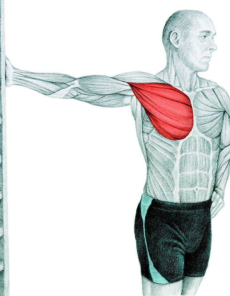 Растяжка грудных мышц: упражнения в домашних условиях