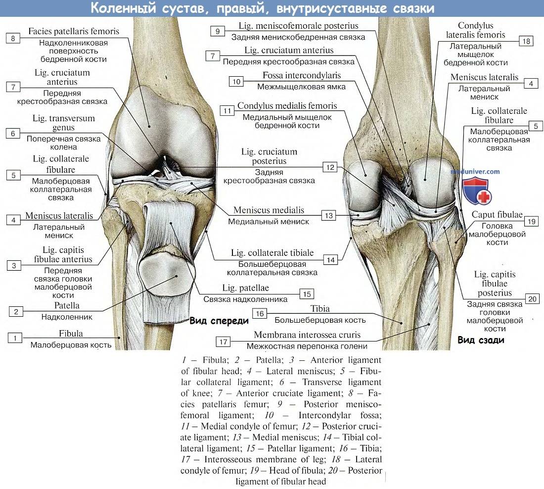 Лечение хряща коленного сустава | лечение травм и заболеваний коленного и плечевого сустава