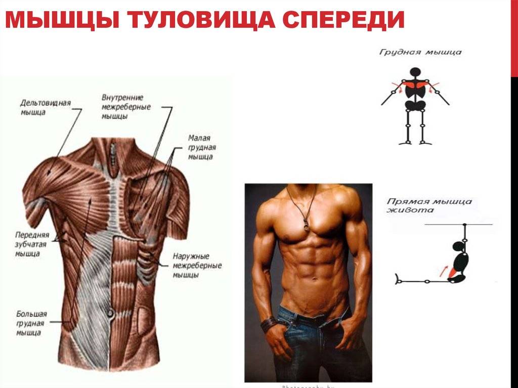 Мышцы туловища человека | анатомия мышц туловища, строение, функции, картинки на eurolab