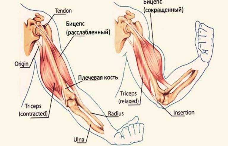 Заболевания мышц рук: симптомы, лечение.