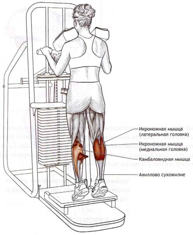 Степпер: какие мышцы работают при ходьбе, что тренируют и качают различные виды тренажера