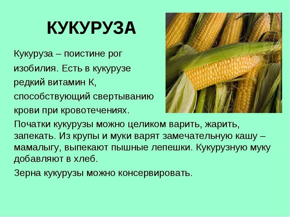 Вареная кукуруза: калорийность в 100 г и 1 початка