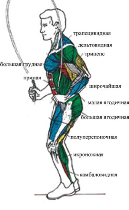 Камбаловидная мышца
