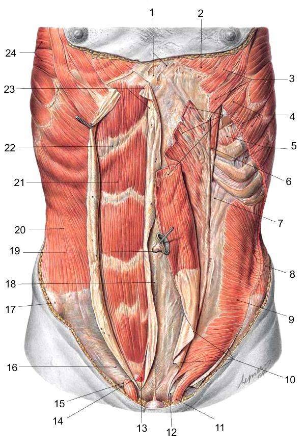 Мышцы живота (прямые и косые) анатомия и строение брюшного пресса