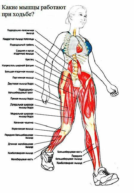 Какие мышцы работают при беге? основные виды бега. анатомия ног - tony.ru