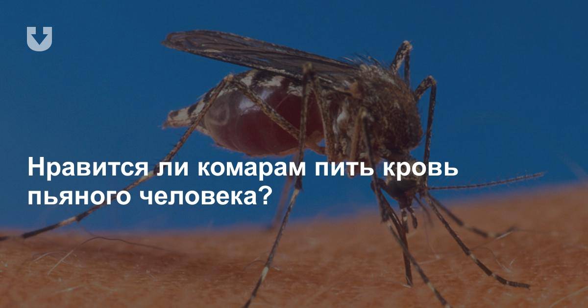 Какую группу крови любят комары и каких людей чаще кусают
