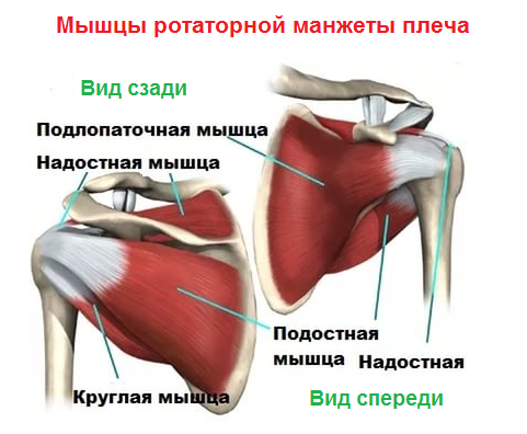 Ротаторная манжета плечевого сустава анатомия. Мышцы ротаторной манжеты плечевого сустава. Строение ротаторной манжеты плеча. Надостная мышца плечевого сустава.