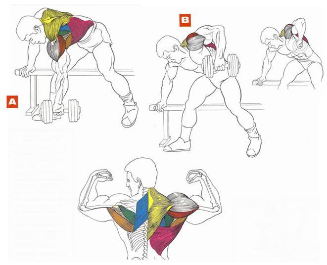 Упражнение для спины с гантелями для укрепления мышц для женщин и мужчин