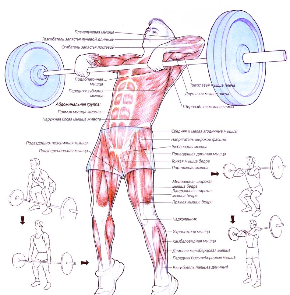 Толчок штанги – техника выполнения, какие мышцы работают, нормативы