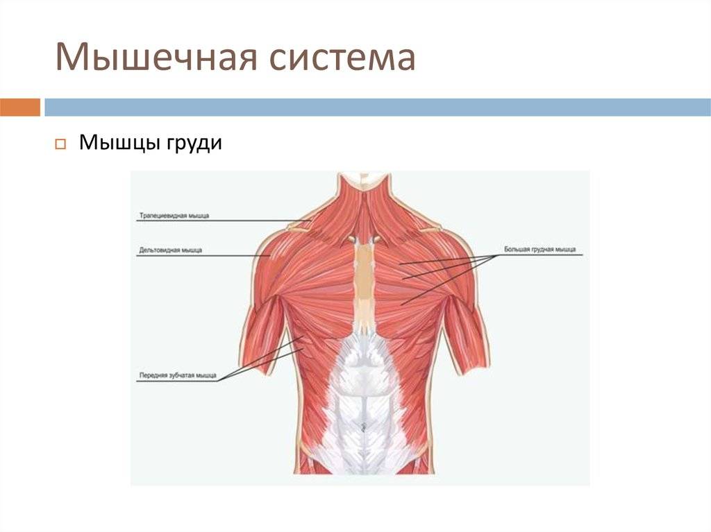 Рудные мышцы у женщин и мужчин: грудино-ключично-сосцевидная, зубчатые, большая и малая, межреберные