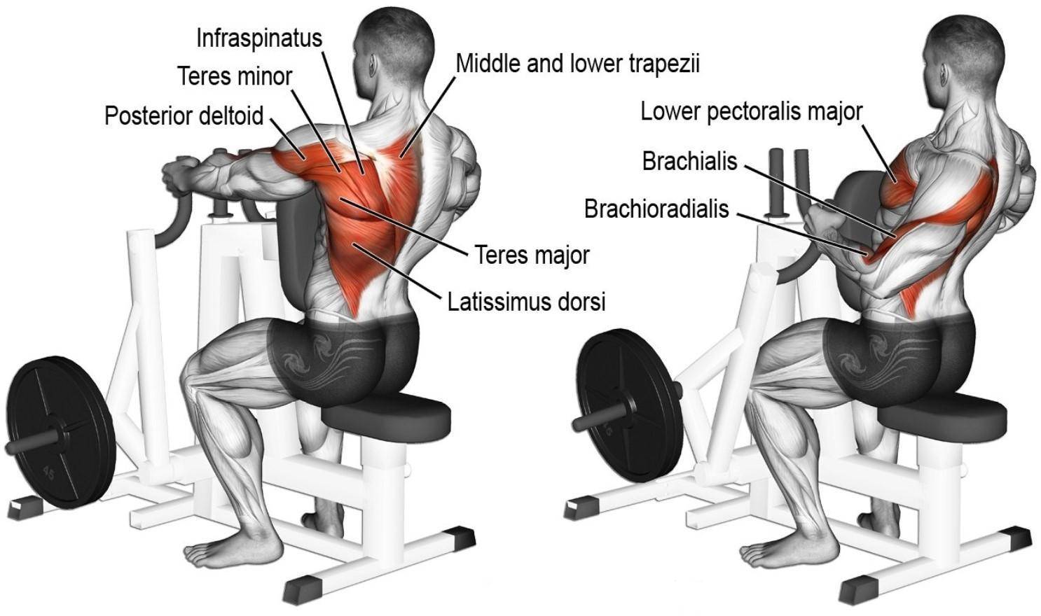 Как накачать спину в тренажерном зале: как накачать мышцы базовыми и вспомогательными упражнениями